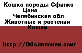 Кошка породы Сфинкс › Цена ­ 5 000 - Челябинская обл. Животные и растения » Кошки   